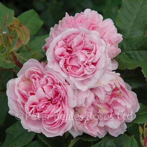 jacques cartier rose bushes.